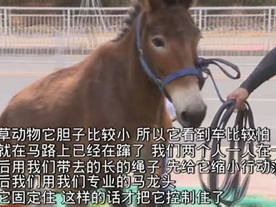 最新成版人抖阴视频iOS观看指南，畅享精彩内容！