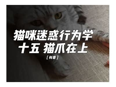 探秘猫抖阴：了解猫咪的神秘行为与心理活动